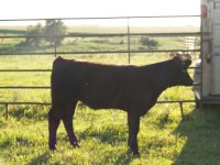 SS Tag 6 HS Heifer.jpg