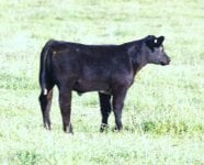 SCC Tag 77 Ladies Man X Manchild Steer.jpg