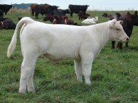 Lot 26   Sonny x Double Vision.JPG