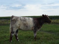 Lot 31 Red Rider 844 x Sonny-n-Clear.JPG