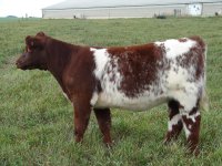 Lot 13 Ace of Diamonds x Double Vision.JPG