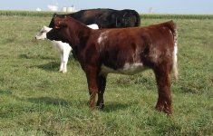 Lot 10 Ace of Diamonds x double Vision.JPG