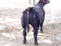 black Jazz rear.JPG