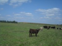 kansas calves033.JPG