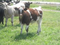 kansas calves018.JPG