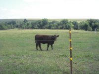 kansas calves048.JPG