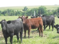kansas calves019.JPG