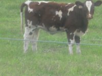 kansas calves117.JPG