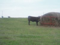kansas calves114.JPG