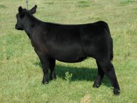 Sunseeker heifer.jpg