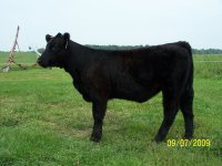 Alias Heifer 001.jpg