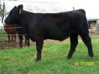 Alias Heifer 003.jpg