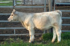 duquouin sale cattle 09 084.jpg