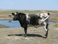 Cattle 2009 010.JPG