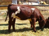 red and white heifer.jpg