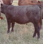 Roan heifer.jpg