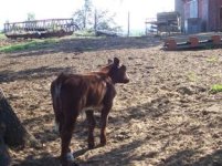 maine shorthorn.jpg