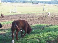 maine shorthorn 1.jpg