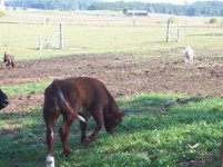 maine shorthorn 1.jpg