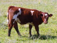 r&w heifer.jpg