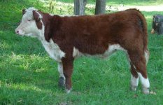 steer1sp.JPG