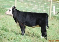 calfpics-136.jpg