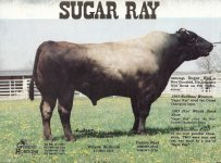 sugar ray.jpg