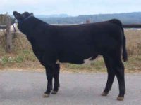 plymouth sale baldy steer.jpg