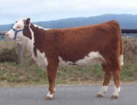 plymouth sale heifer.jpg