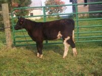 #121 heifer.jpg