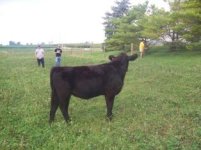 #111 heifer.jpg