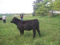 #408 heifer.jpg