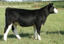 Eye Candy Heifer.jpg