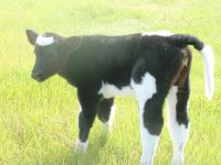 calves 09-11-09 004a.JPG
