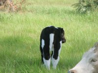 calves 09-11-09 014a.JPG