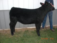 Star power bull.JPG