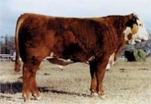 beef pic.jpg
