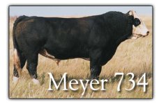 cows2 003.jpg