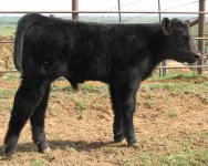 hwxiw bull side.jpg