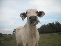 qb cattle 042.JPG