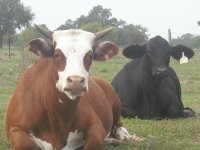 qb cattle 066.JPG