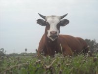 qb cattle 069.JPG