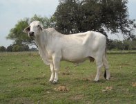 qb cattle 094.JPG