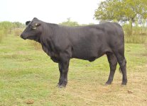 qb cattle 102.JPG