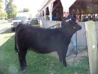 cattle 001.jpg
