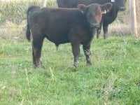 307_-_Steer_-_March_-_I_am_Legend[1].jpg