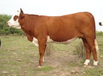 qb cattle 100.JPG