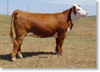 princess as a yearling.jpg