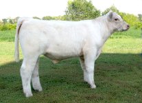 Snow x Jazz bull 543.jpg