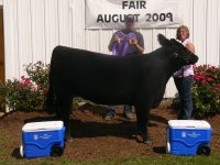 09 show cattle 012.jpg